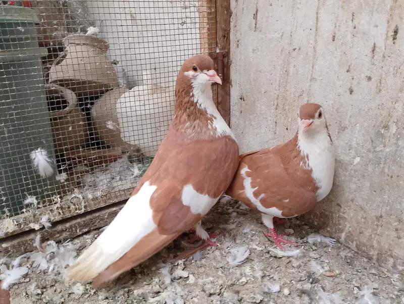 sherazi - khal  - kabra pair — photo 2
