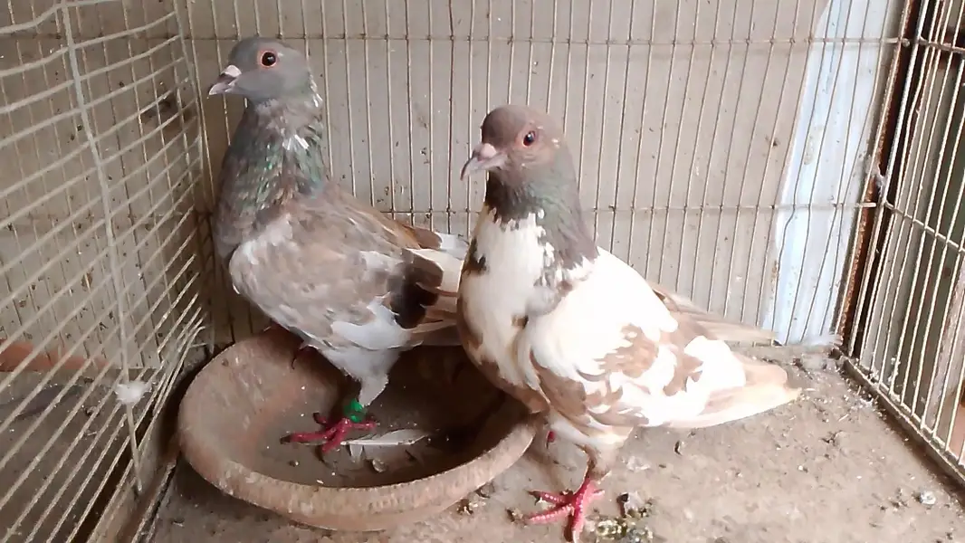 sherazi - khal  - kabra pair — photo 3