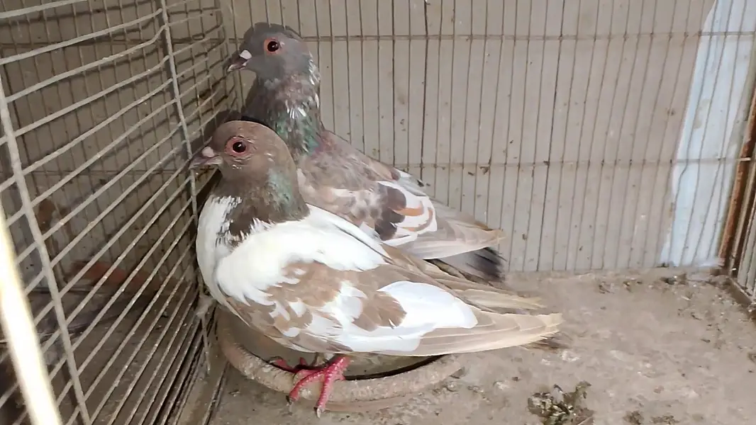 sherazi - khal  - kabra pair — photo 4