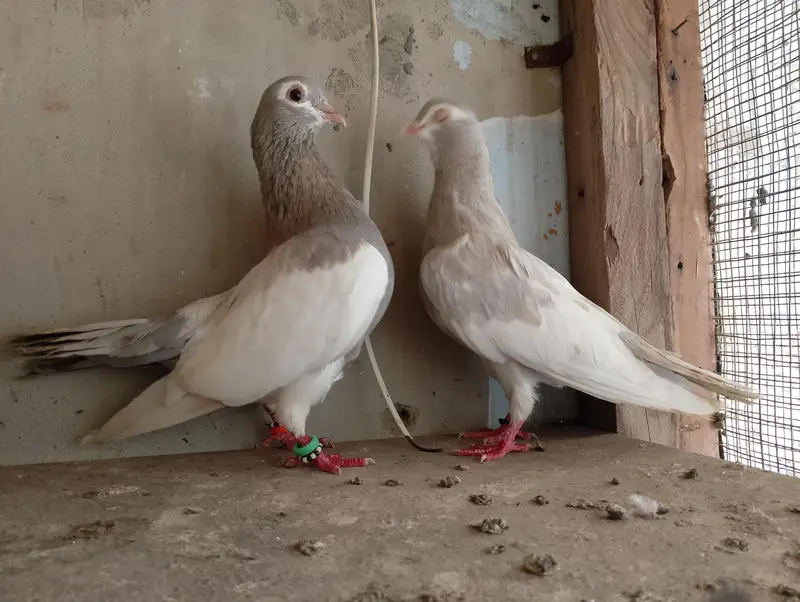sherazi - khal  - kabra pair — photo 5