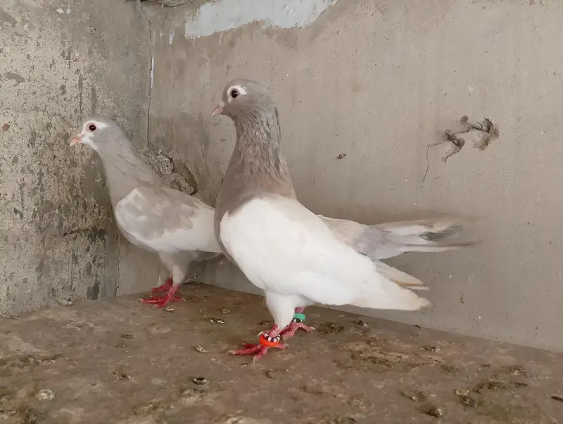 sherazi - khal  - kabra pair — photo 6