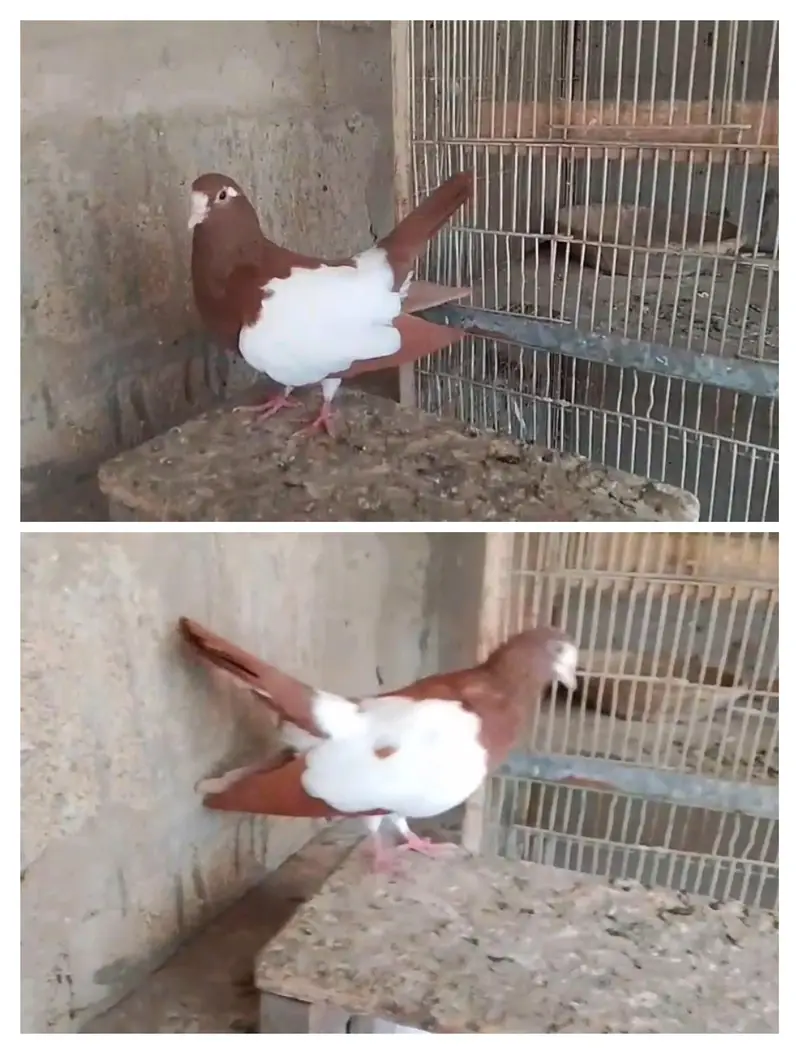 sherazi - khal  - kabra pair — photo 7