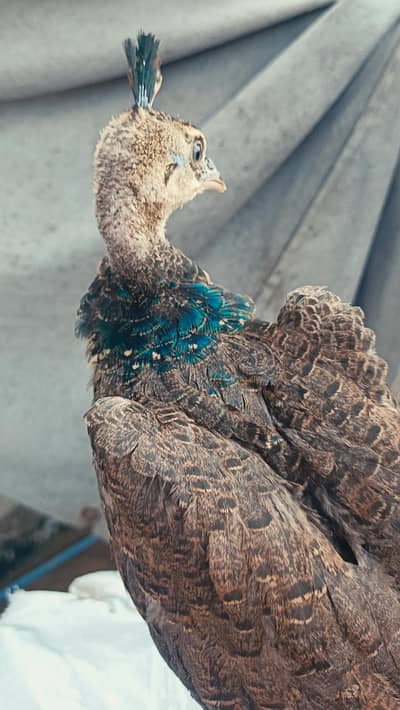 peacock