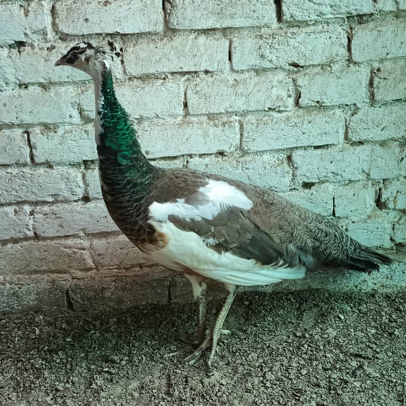 peacock 2