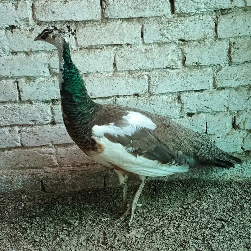 peacock — photo 3