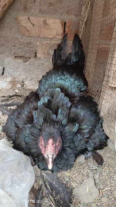 Thai kurak female and  different birds for sale
