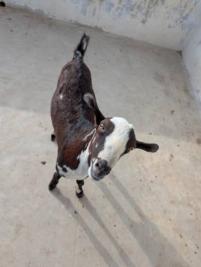 Teddy quality Breeder Bakra