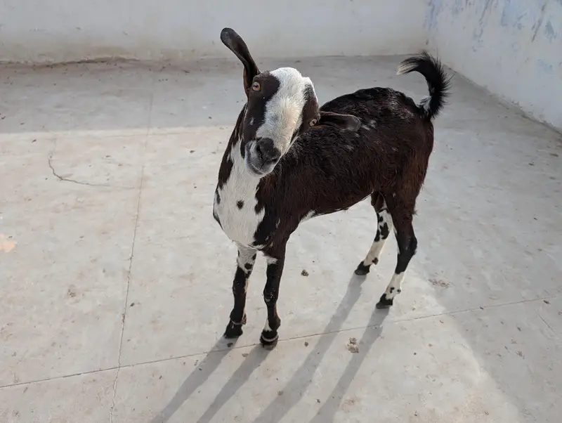 Teddy quality Breeder Bakra — photo 2