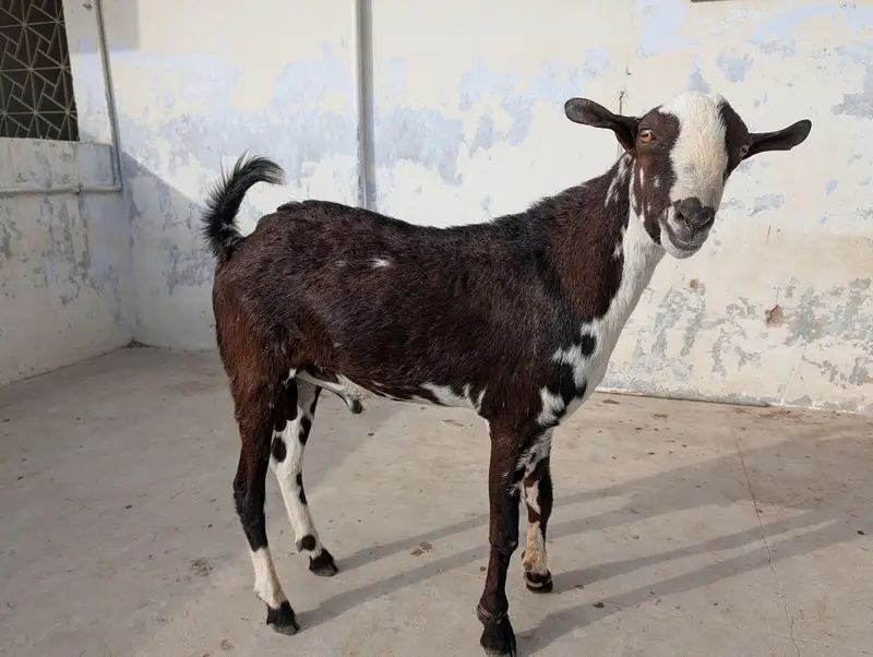 Teddy quality Breeder Bakra — photo 3