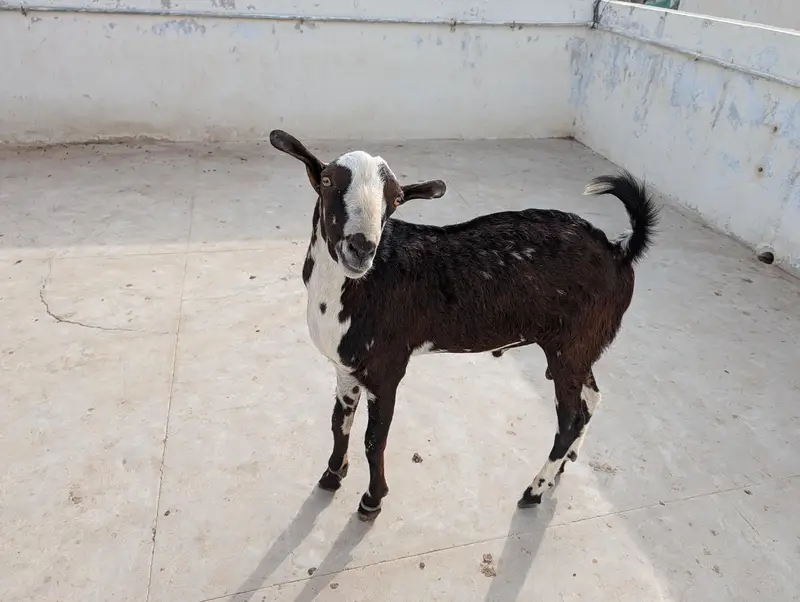 Teddy quality Breeder Bakra — photo 4
