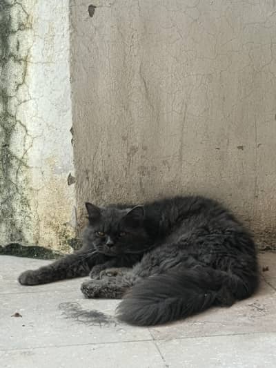 Persian male gray, family cat