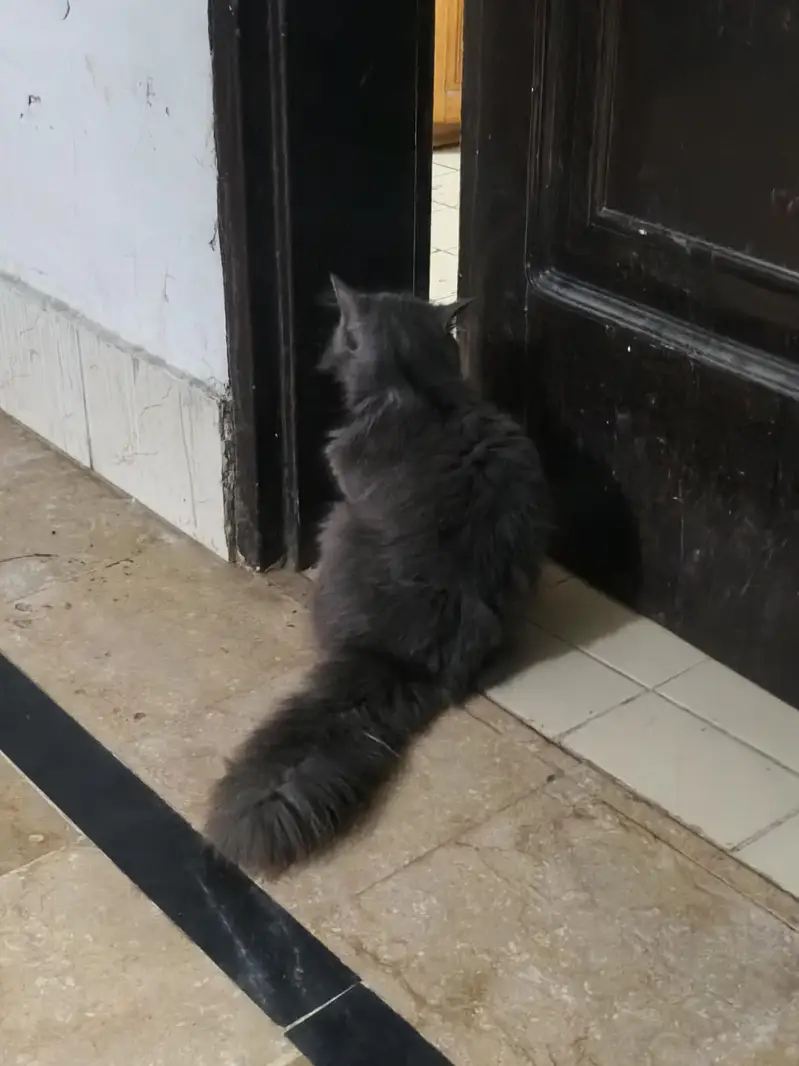 Persian male gray, family cat — photo 2