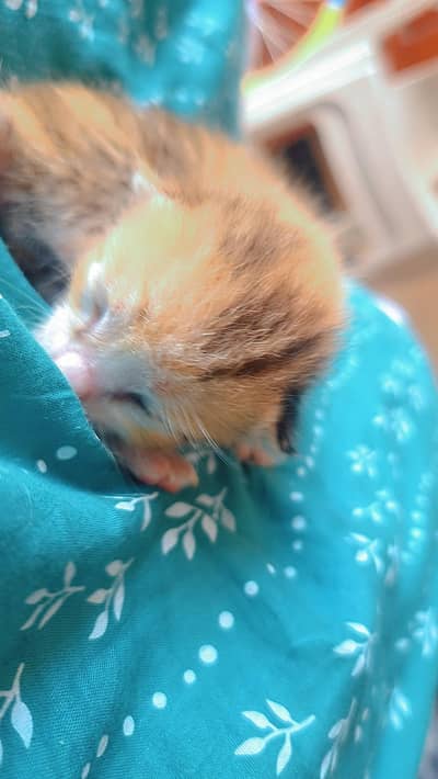 5 Adorable Kittens for Sale - White, Black & Orange.