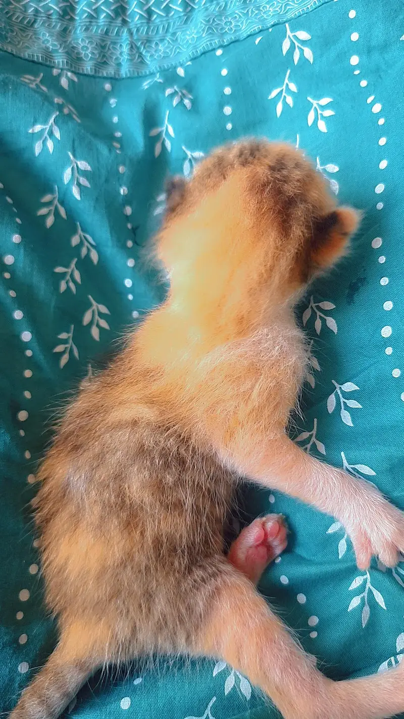 5 Adorable Kittens for Sale - White, Black & Orange. — photo 2
