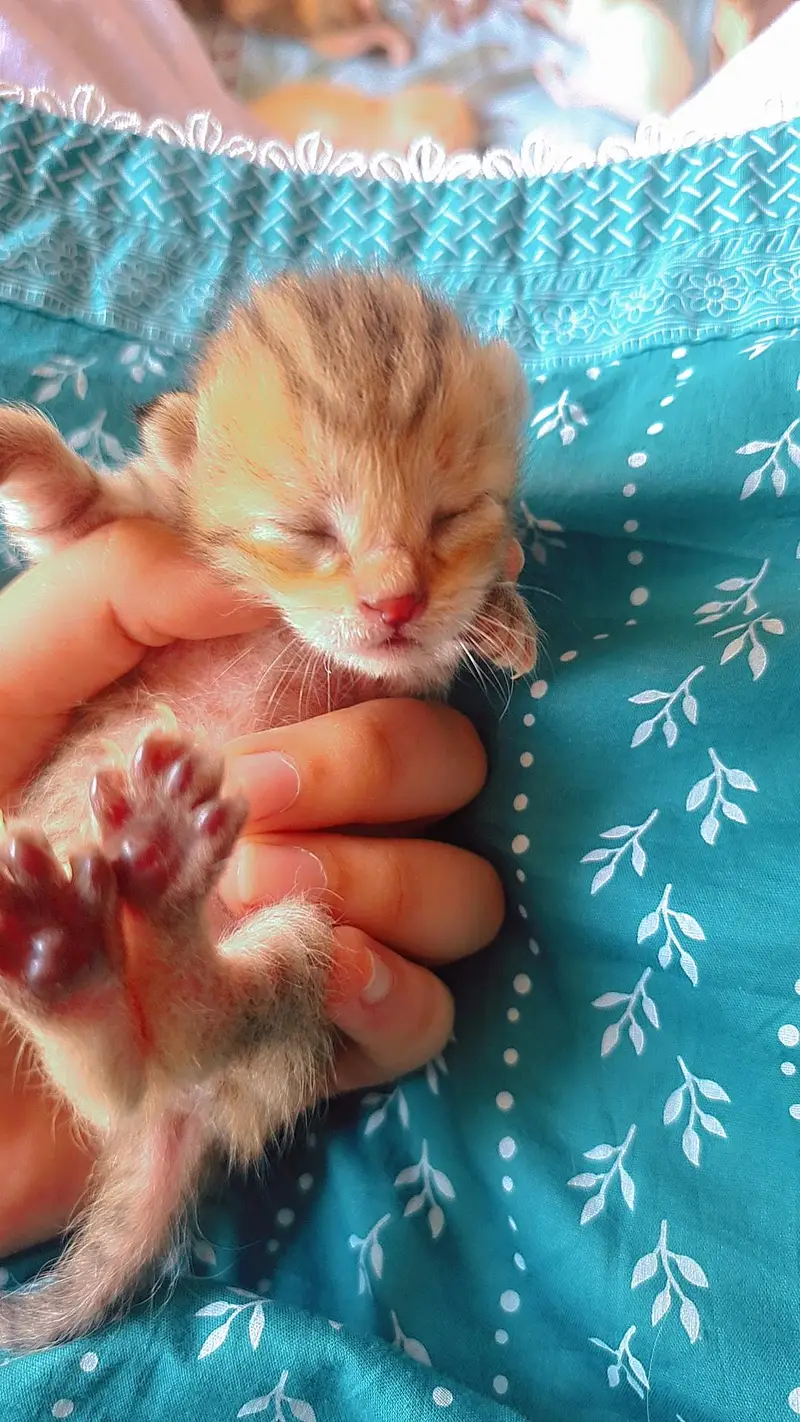 5 Adorable Kittens for Sale - White, Black & Orange. — photo 3