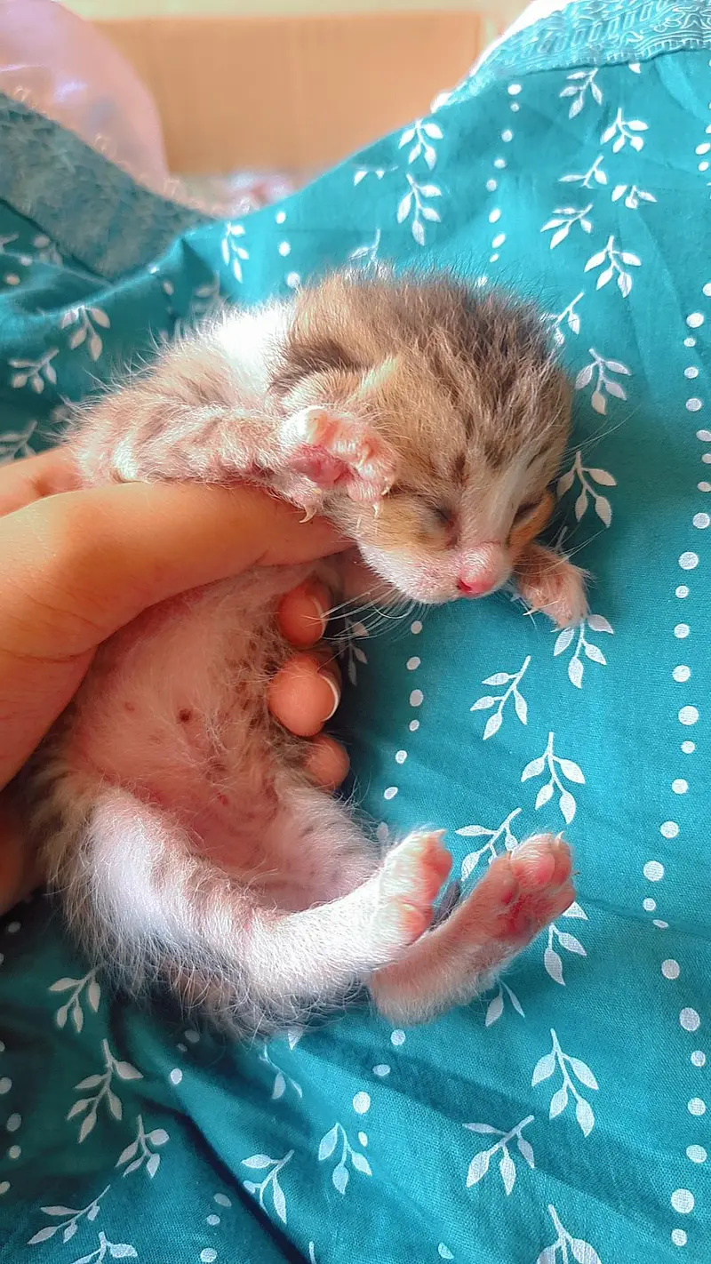 5 Adorable Kittens for Sale - White, Black & Orange. — photo 4