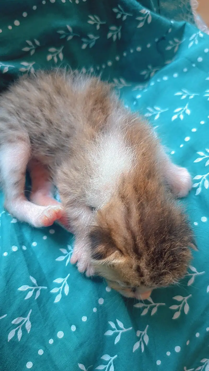 5 Adorable Kittens for Sale - White, Black & Orange. — photo 5