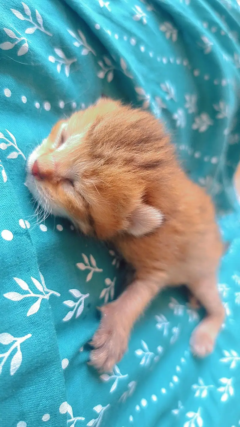 5 Adorable Kittens for Sale - White, Black & Orange. — photo 6