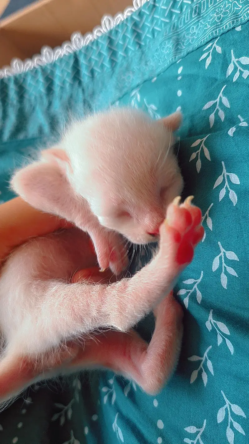 5 Adorable Kittens for Sale - White, Black & Orange. — photo 7
