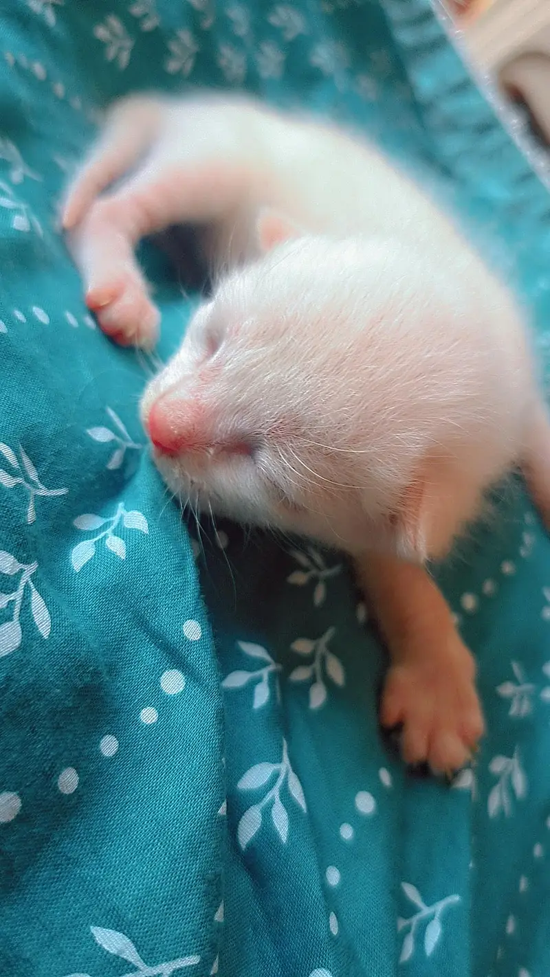 5 Adorable Kittens for Sale - White, Black & Orange. — photo 8