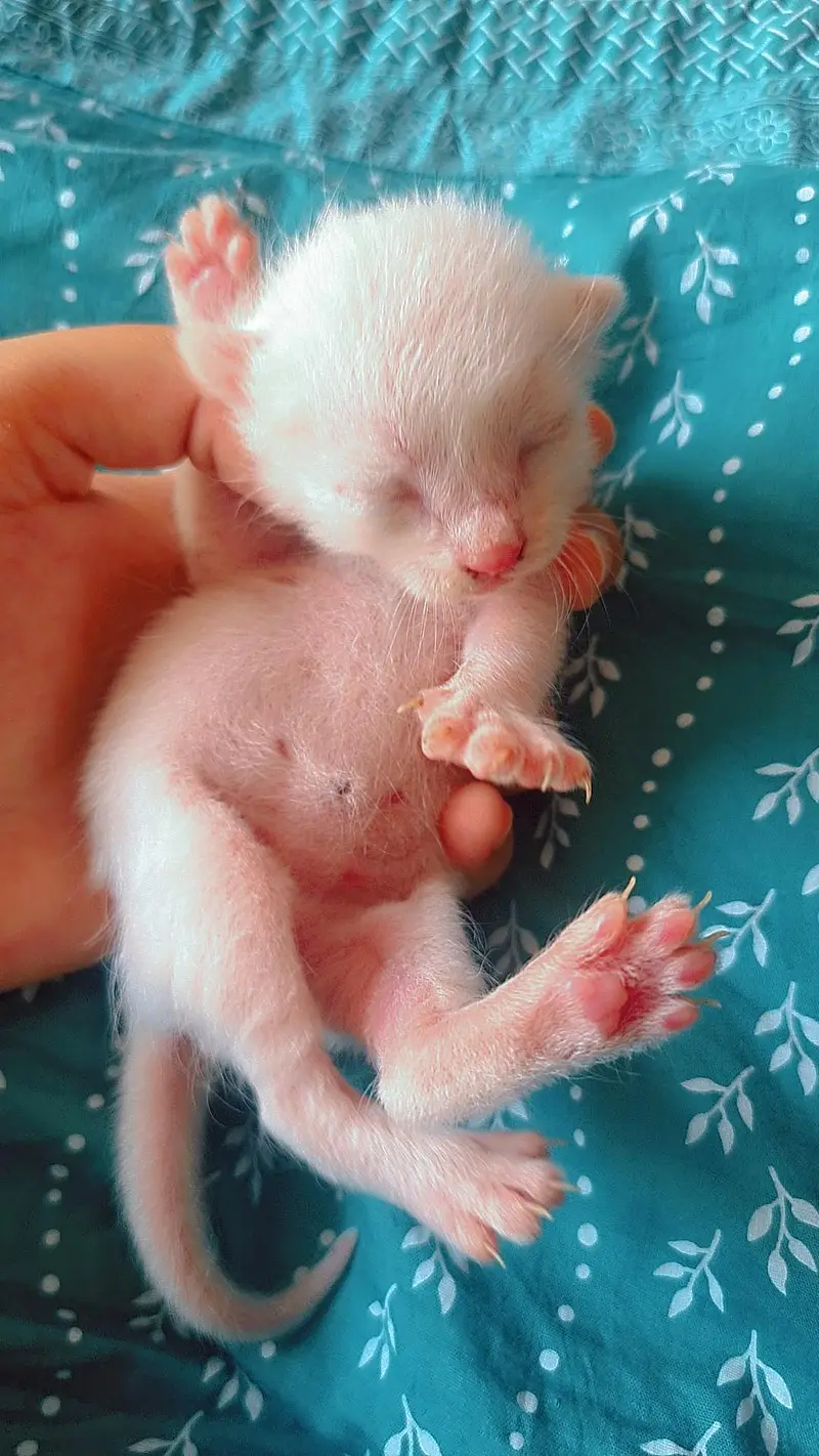 5 Adorable Kittens for Sale - White, Black & Orange. — photo 9