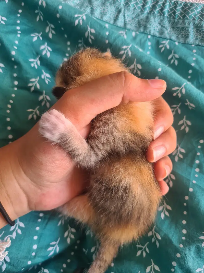 5 Adorable Kittens for Sale - White, Black & Orange. — photo 10