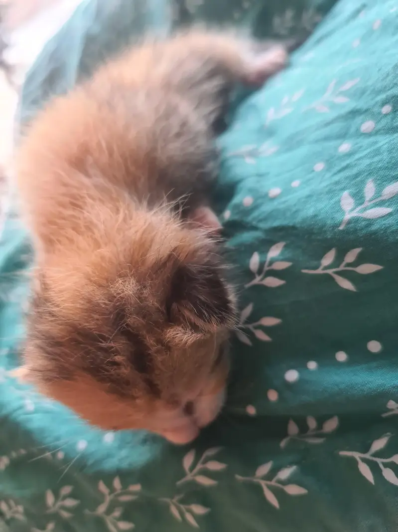5 Adorable Kittens for Sale - White, Black & Orange. — photo 11