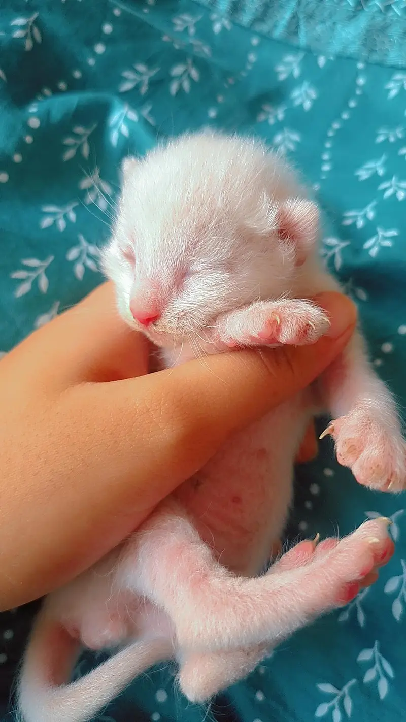 5 Adorable Kittens for Sale - White, Black & Orange. — photo 12