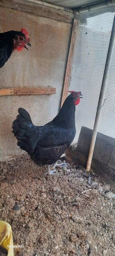 austrollop Hens and Roasters