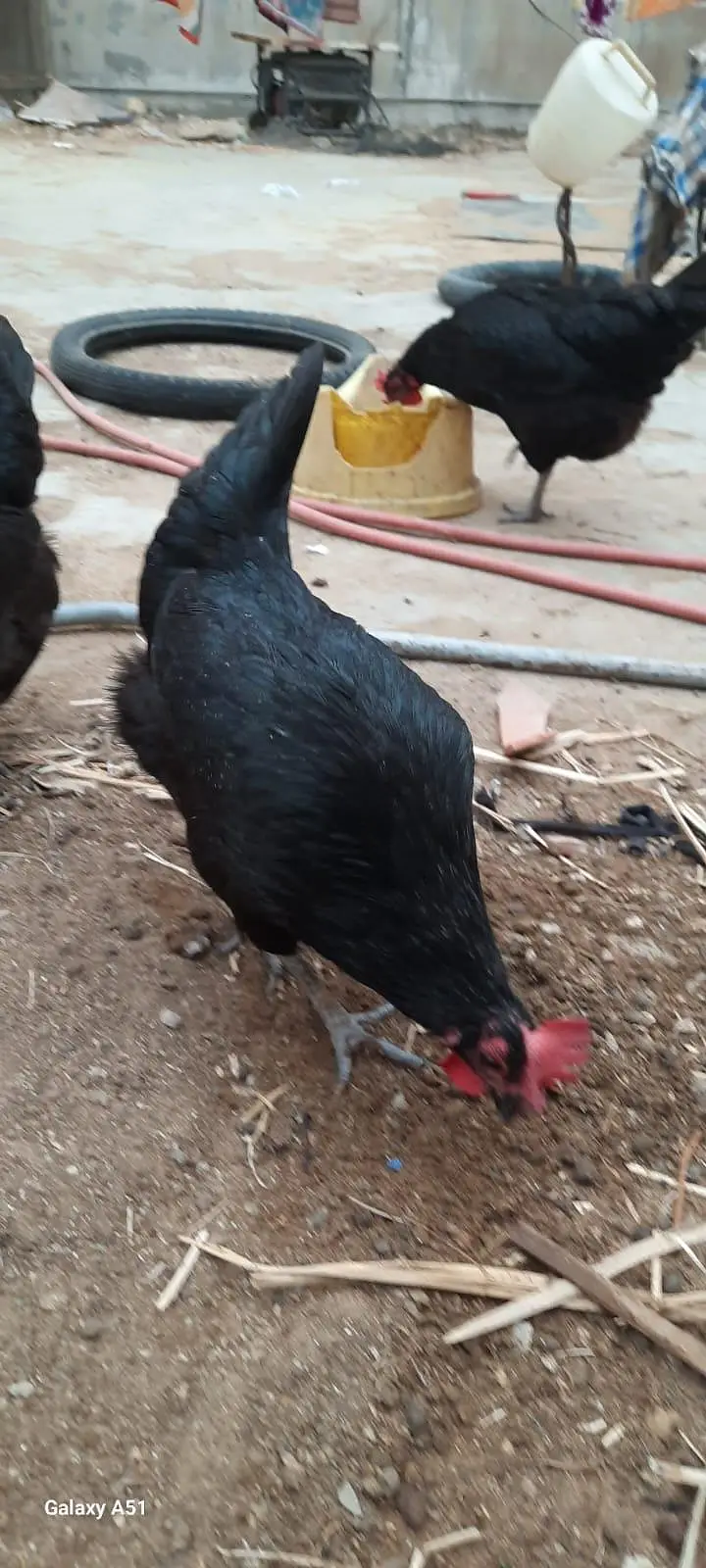 austrollop Hens and Roasters — photo 2
