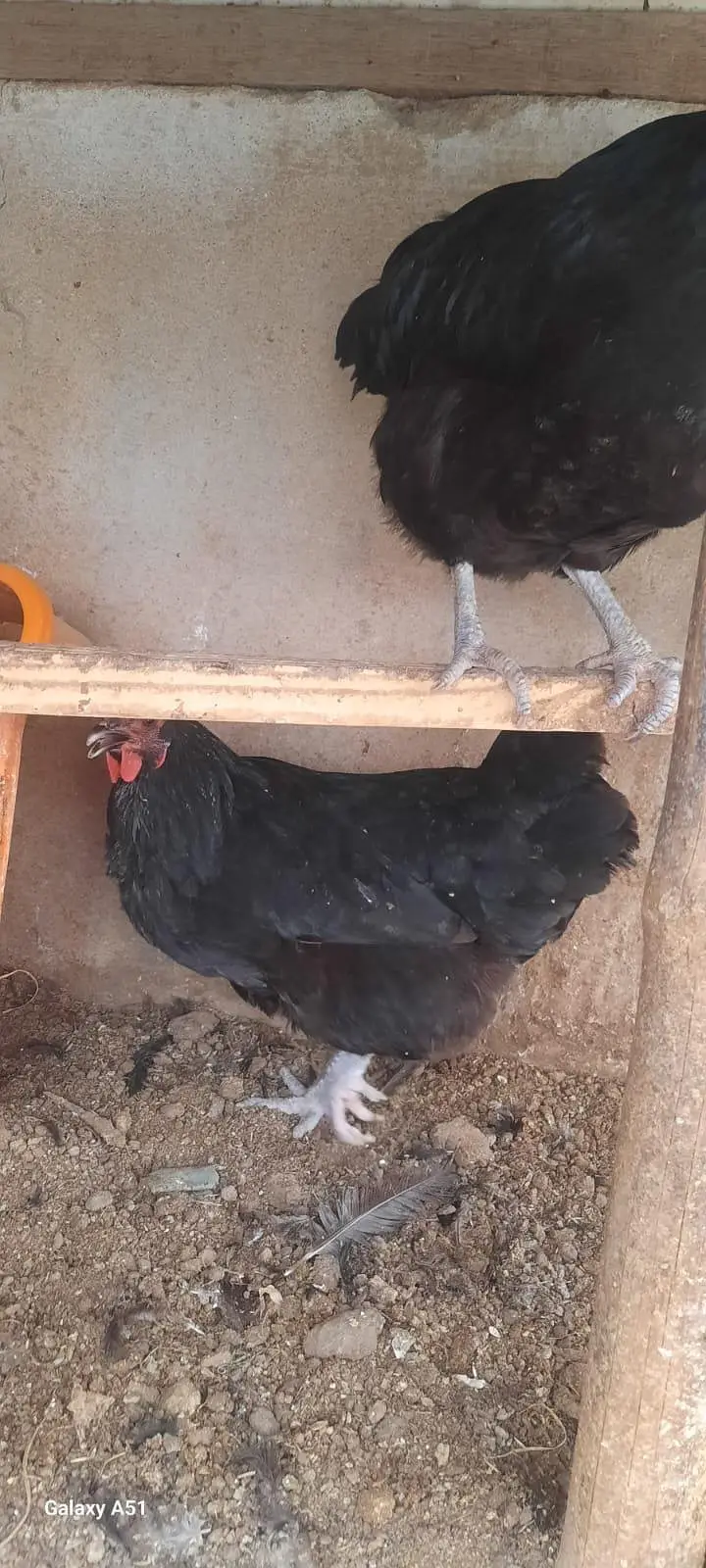 austrollop Hens and Roasters — photo 3