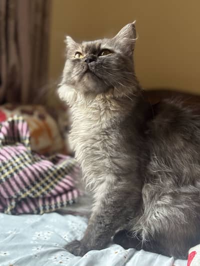 Grey Persian triple cote