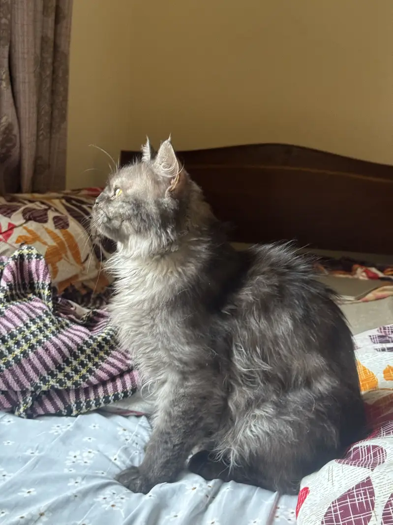 Grey Persian triple cote — photo 2