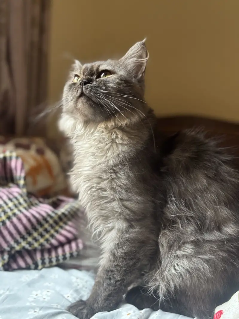 Grey Persian triple cote — photo 3