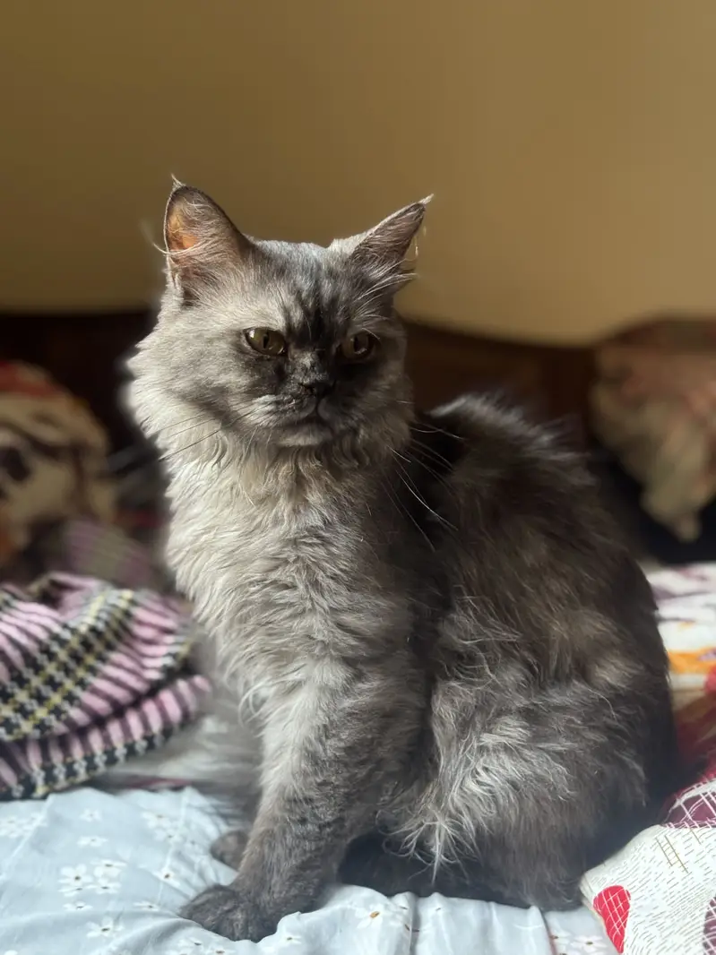 Grey Persian triple cote — photo 4