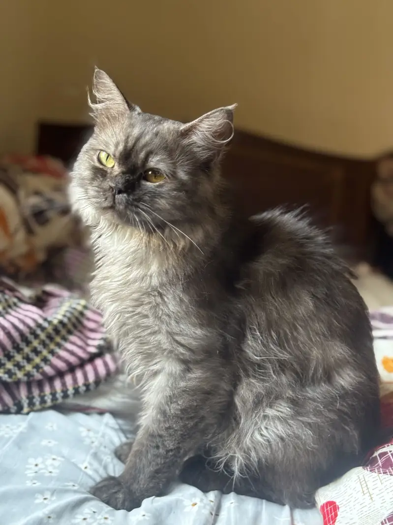 Grey Persian triple cote — photo 5