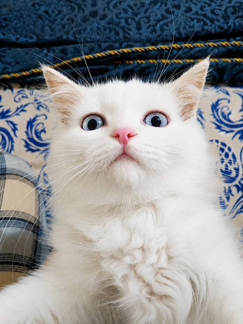 kitten 1