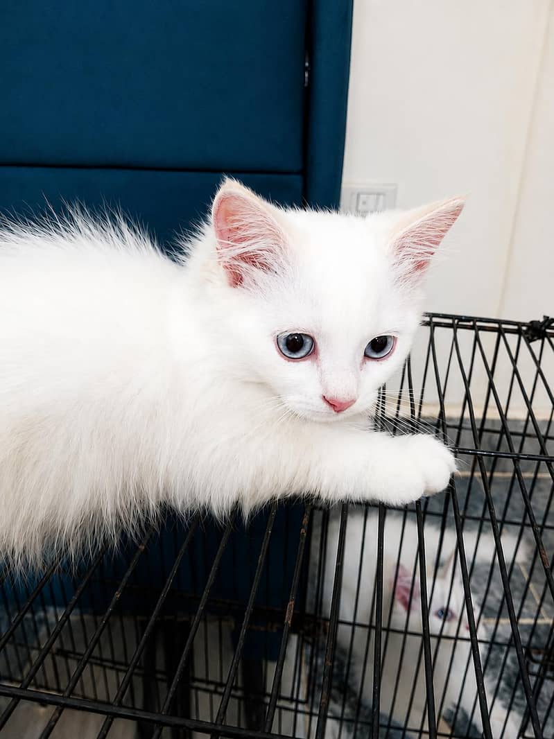 kitten 2