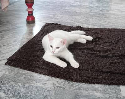 Persian cat semi face and contect only WhatsApp