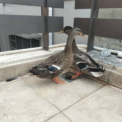 Quality Ducks