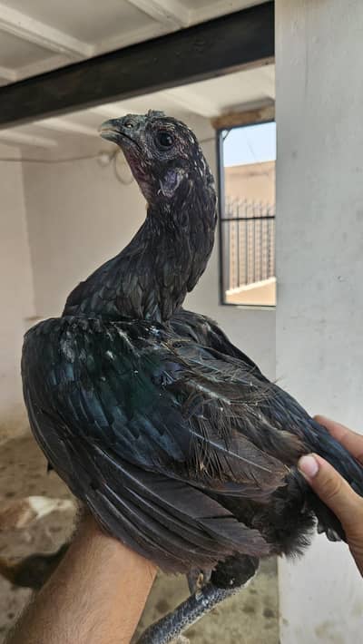 aseel dragon Ring Bird 2 female watsap num 03284888800
