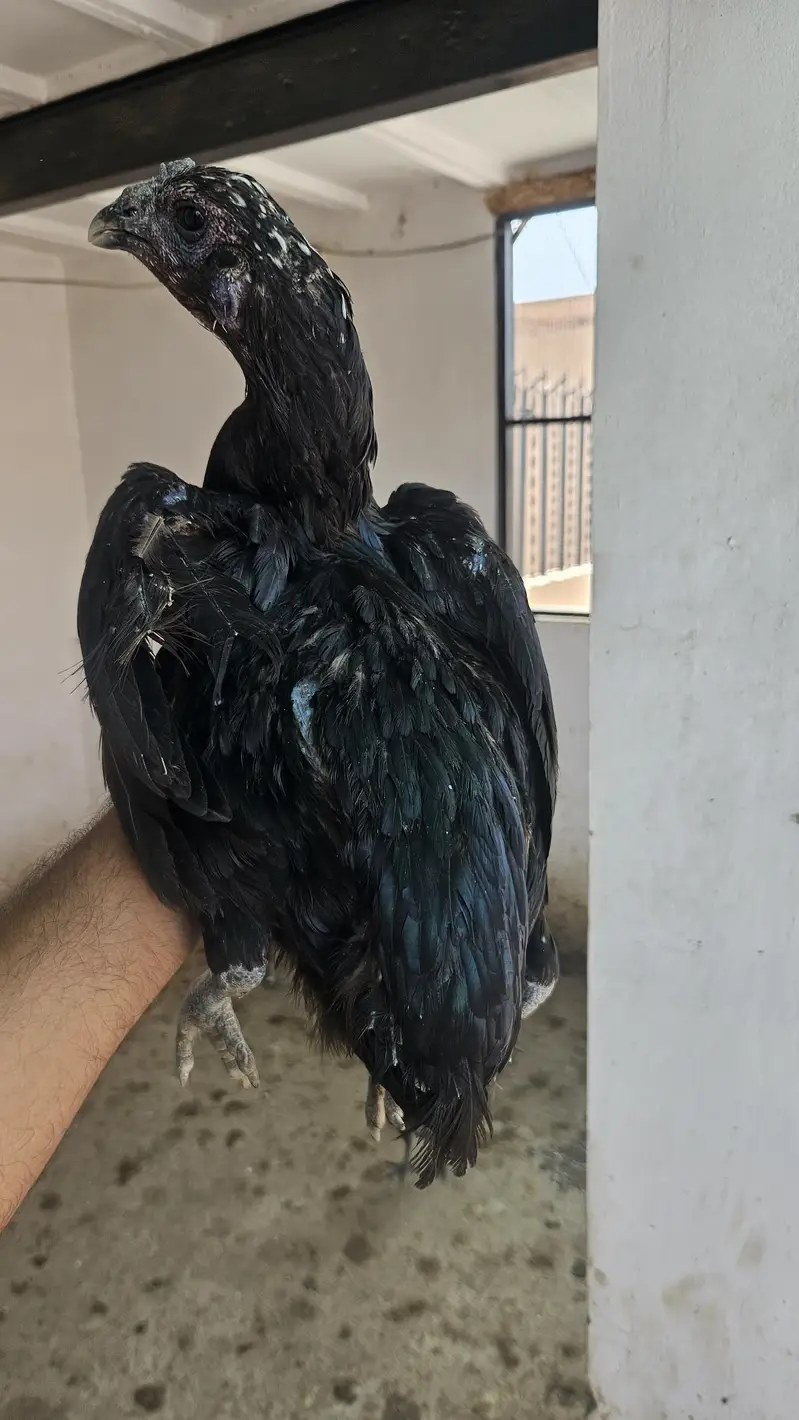 aseel dragon Ring Bird 2 female watsap num 03284888800 — photo 2