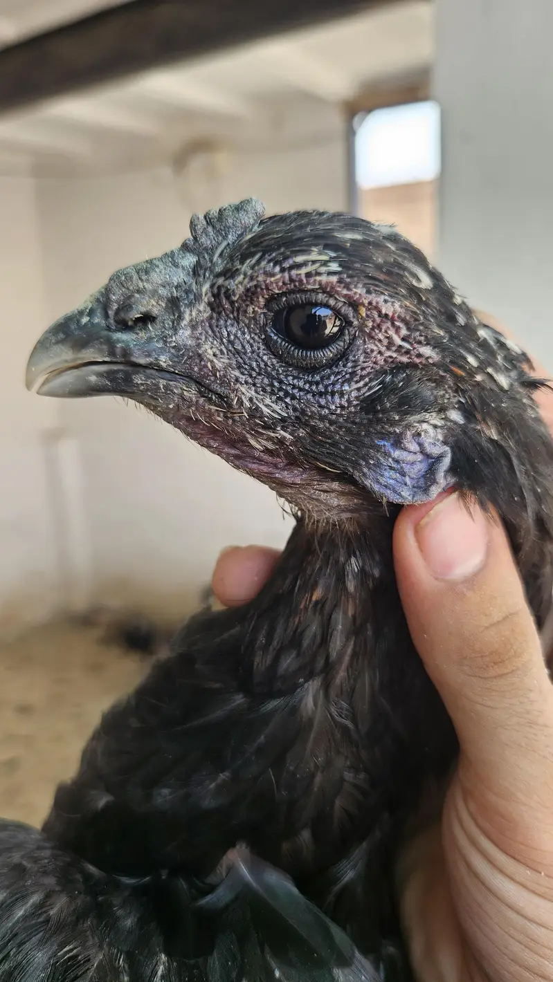 aseel dragon Ring Bird 2 female watsap num 03284888800 — photo 3