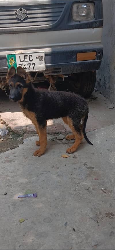 top notch stock coat females in good condition