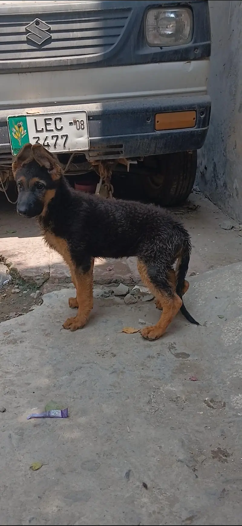 top notch stock coat females in good condition — photo 2