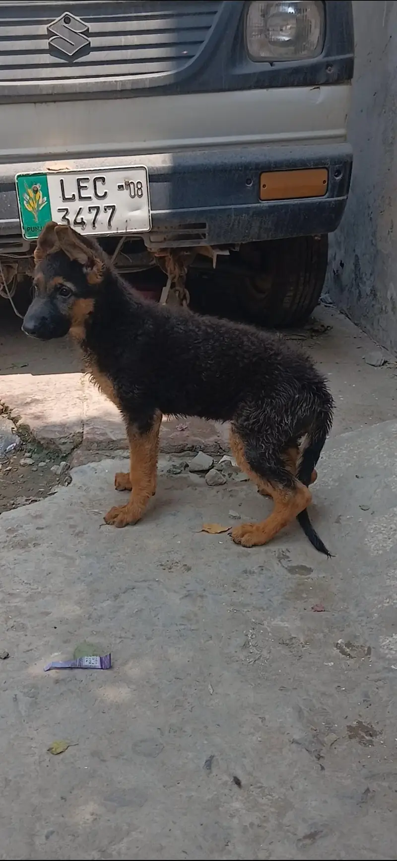 top notch stock coat females in good condition — photo 4