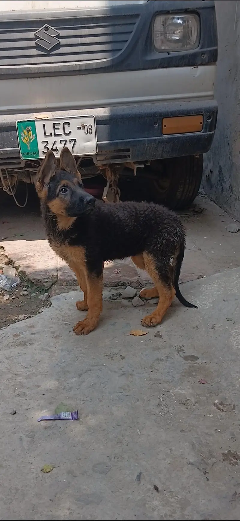 top notch stock coat females in good condition — photo 5
