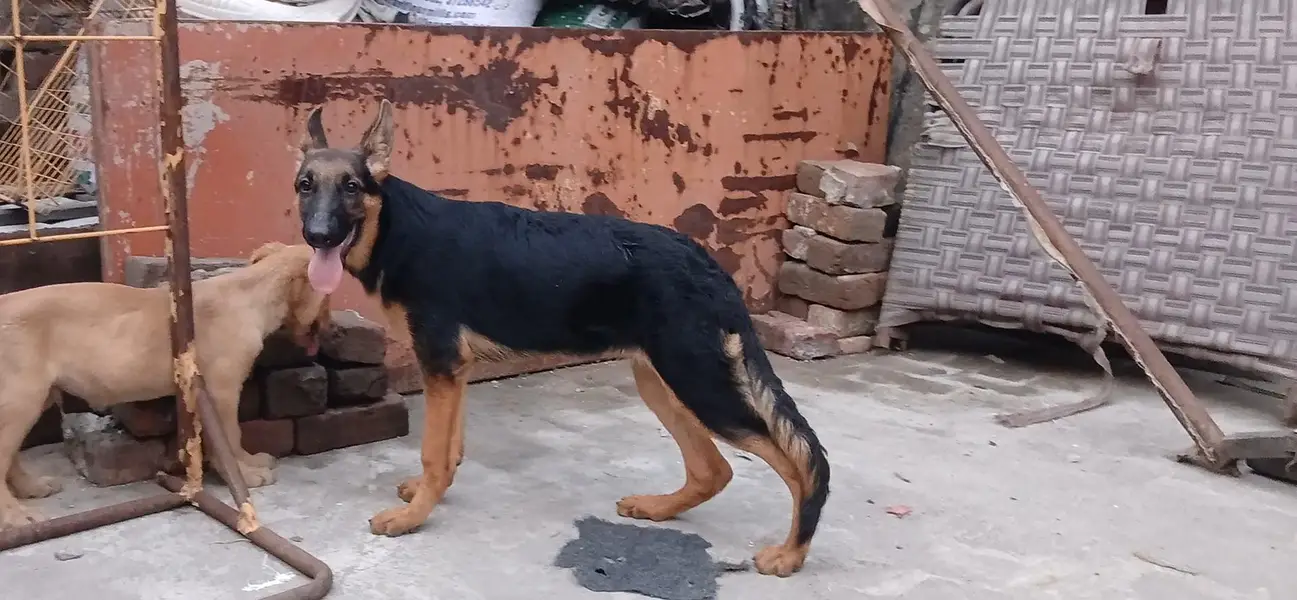 top notch stock coat females in good condition — photo 6