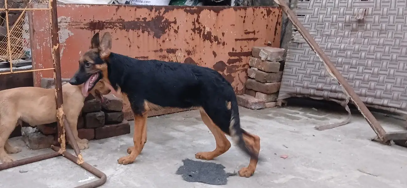 top notch stock coat females in good condition — photo 7