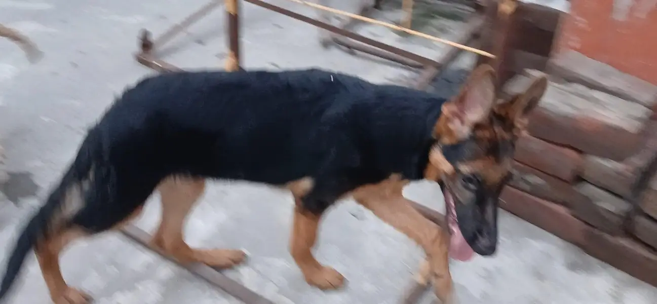 top notch stock coat females in good condition — photo 10